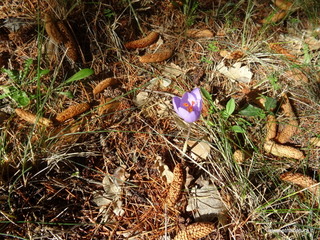 se Zampini18-10-2020 10